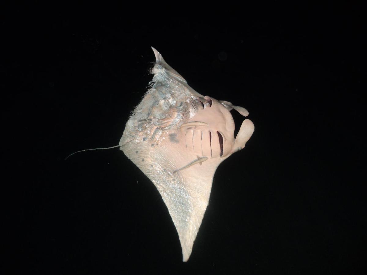 Leaf Fish Guesthouse Maldives Keyodhoo  Eksteriør billede